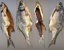 Photorealistic 3Dscan of dried open fish Low-poly  3D model