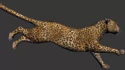 Photorealistic CGI Animated Leopard  3DSMax low-poly 3D model Low-poly  3D model