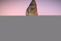 photorealistic scanned dried fish  Low-poly  3D model