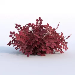 Plant Berberys Garden Low-poly  3D model