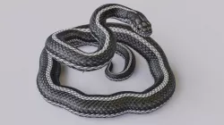 Rigged Black White Snake Rigged Low-poly  3D model