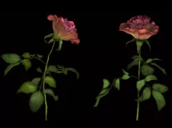 Roses 3D model
