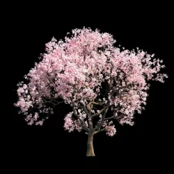 Sakura 7 3D model