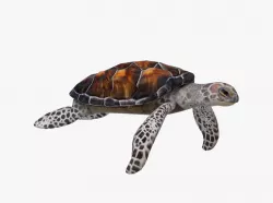 Sea Turtle Low-poly  3D model