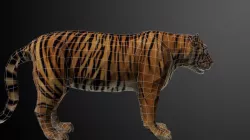 Sumatra Tiger Rigged 3D Model Low-poly  3D model