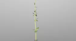 Thyme Low-poly  3D model