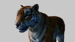 Tiger OLD 3D model