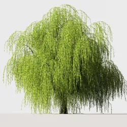 Tree Willow 3D model