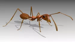 Weaver Ant Low-poly  3D model