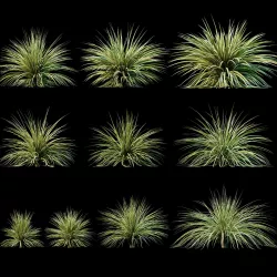 Yucca plant for the exterior 10 models 3D model