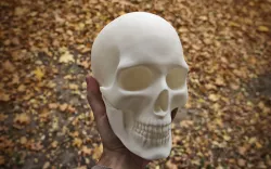 Anatomically correct human skull in full size 3D print model