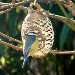 Bird feeder 3D print model