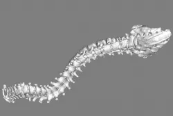 bones 3D print model