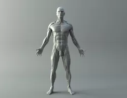 Ecorche for printing 3D print model