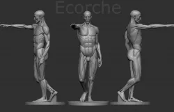 Ecorche Houdon 3D print model