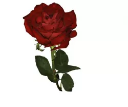 Flower 3D print model