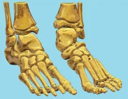 Foot bone 3D print model