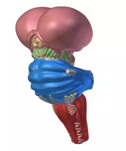 Layout brainstem Anatomy 3D print model
