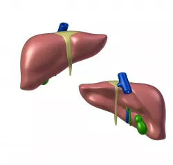 Liver for 3D printing Anatomy 3D print model