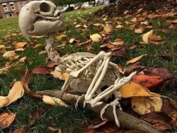 Macow Skeleton 3D print model