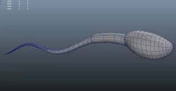 Sperm 3D print model