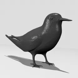 Common Tern -Printable 3D print model
