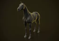 Horse Ecorche  3D print model