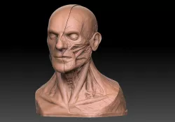  Human Head Artistic Anatomy  3D print model