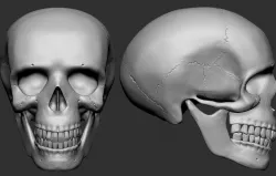 Human Skull 3D print model