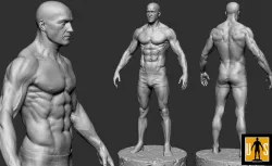 male anatomy study 3D print model