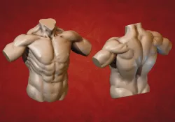 Male Torso 3D print model