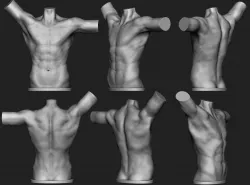 Male torso 3D print model