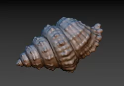 Seashell 3D print model