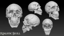 Skull 3D print model