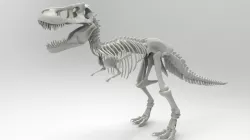 Tyrannosaurus Rex Skeleton 3D print model
