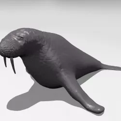 Walrus 3D print model