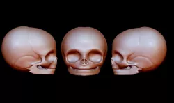 A baby basic head Skeleton 3D print model