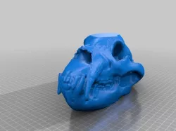 Black Bear Skull