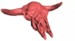 HAND MADE COW SCULL 3D print model