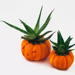 Pumpkin Planter - Halloween Planter - Cactus Planter  Cactus Pot 3D print model