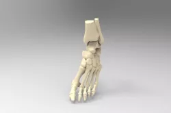 Real Size Human Left Foot  3D print model