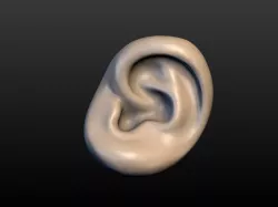 Round Ear 3D print model