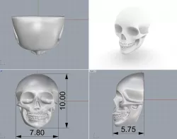 Skull 3D print model