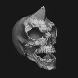 Skull 3D print model