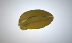 Starfruit 3D print model