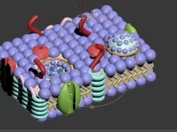 cell membrane