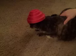 Energy Dome / Devo Hat
