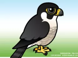 Falcon