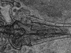 Fossil Whale Optimized for Desktop 3D Printing