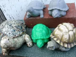 Turtle and Tortoise